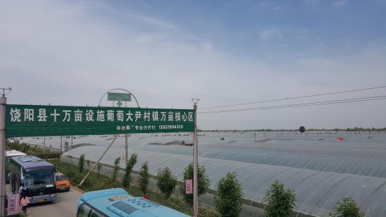 京南第一大菜园河北饶阳举办蔬菜葡萄节 引资