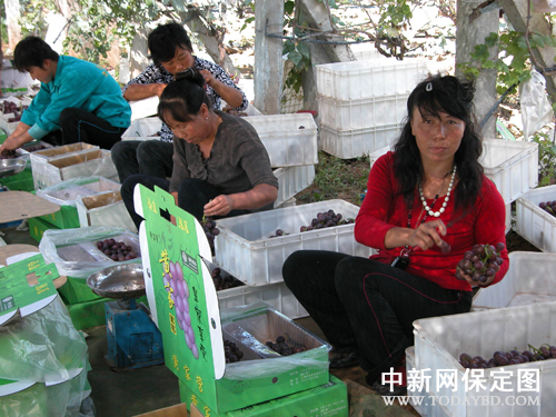 定州农村妇女历经22年栽种葡萄建成农业观光