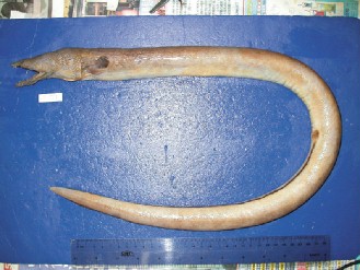 台湾东部海域发现全球首见的两种海鳗(图)