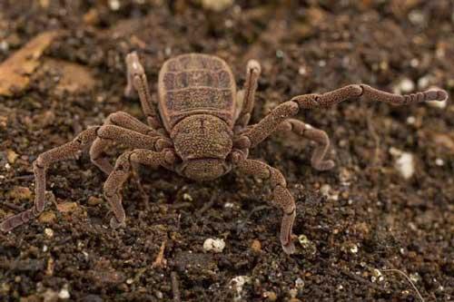 加纳发现新物种 奇特蜘蛛生殖器长在腿上(组图
