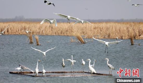 衡水湖国家级自然保护区发布首份全季观鸟图